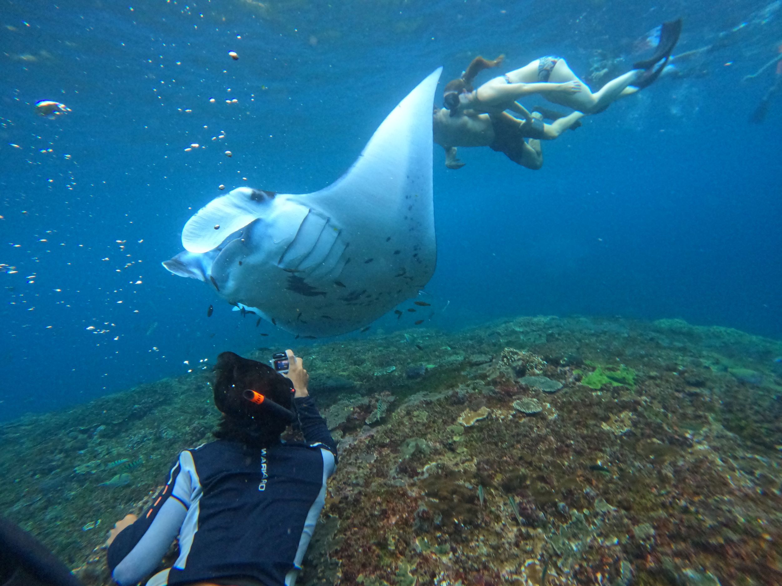 manta Point Snorkeling, Gamat Bay and Crystal bay Tour
