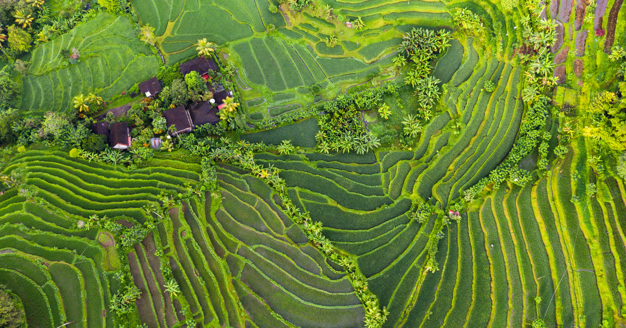 Jatiluwih Rice Terraces