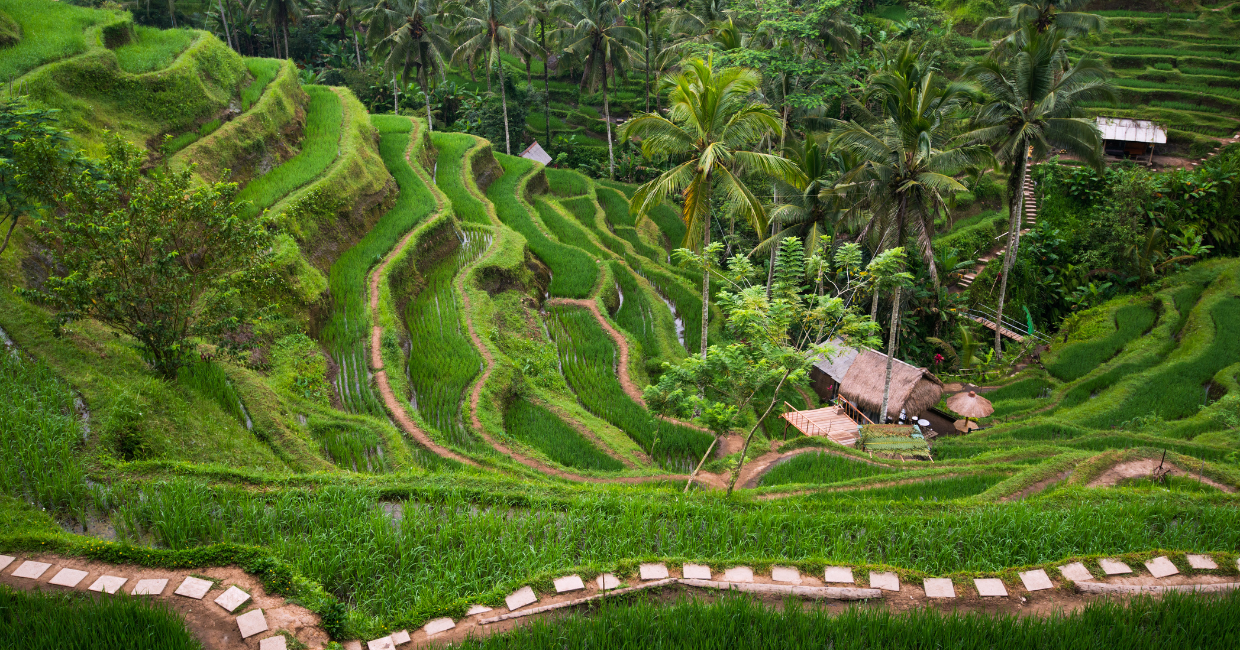 Tegallalang Rice Terrace