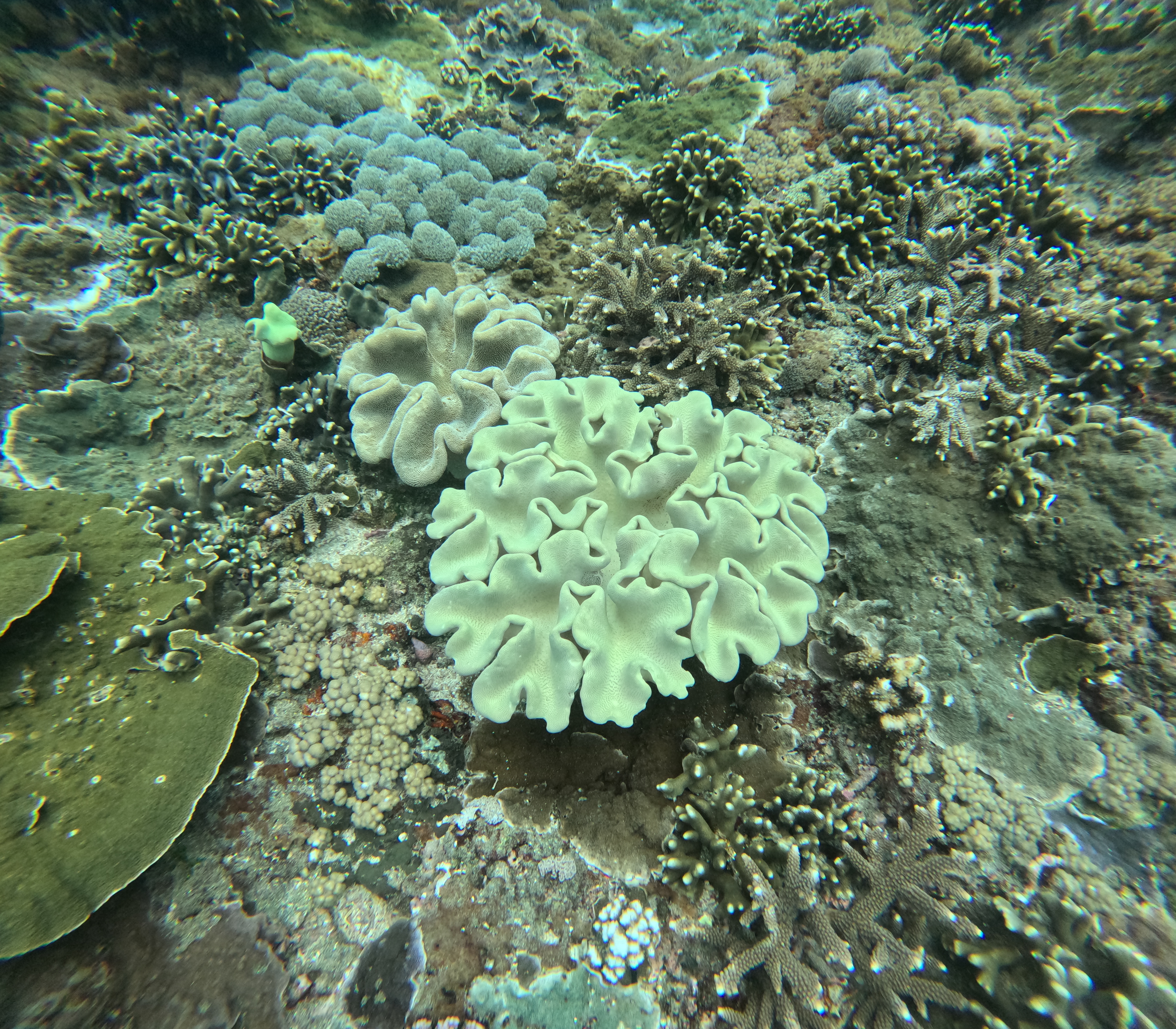 From Bali: Manta Point Snorkelling  with Land mark Tour With Lunch 