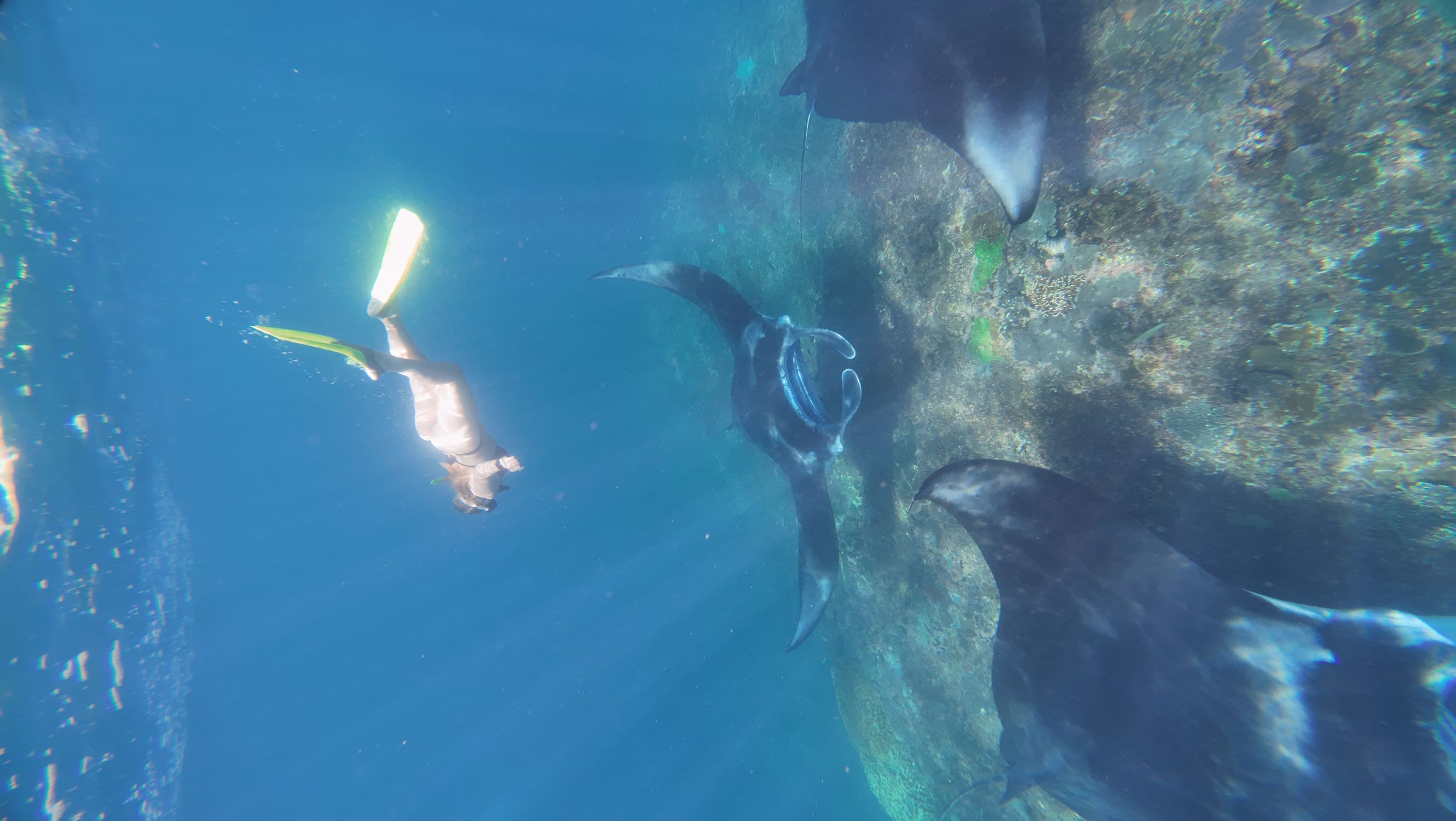 From Bali: Manta Point Snorkelling  with Land mark Tour With Lunch 